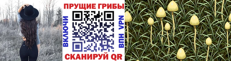Галлюциногенные грибы Psilocybine cubensis  Болхов 